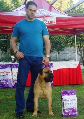 Ninhada Bullmastiff - Cães de Guarda & Companhia