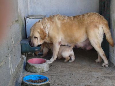 labradores entrega imediata -- exelentes 