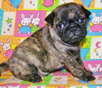 AKC Brindle Pug filhote de cachorro para venda