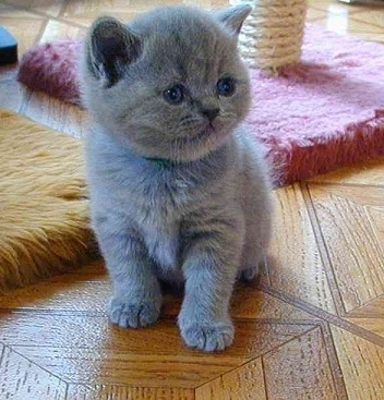 Gatitos machos y hembras  GATITOS BRITÁNICOS DE PELO COR