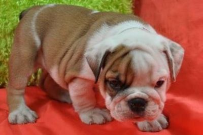 Inglês Bulldog cachorros Xmas Tenho duas belas Inglês
