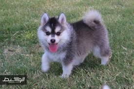 Filhotes husky siberiano para adoção