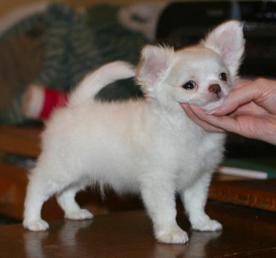 cachorro chihuahua raça pura para uma família com crianças