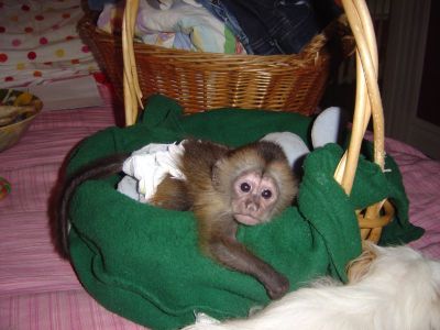  Lindo bebê capuchin, baby chimpanzé, spider, squirell e macacos sagui para venda