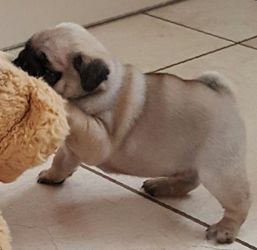 KC Registrar Pug Puppies