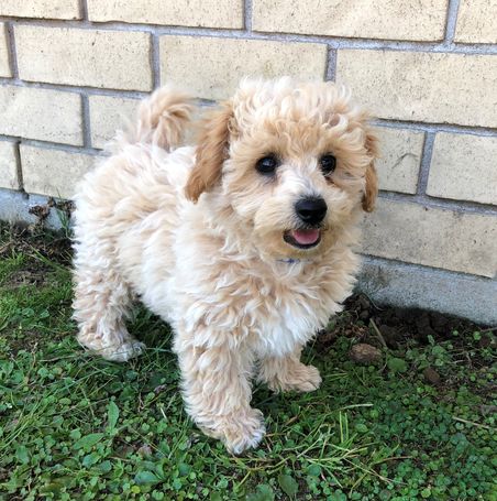 Filhotes de poodle lindos