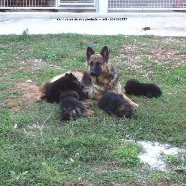 Pastores alemaes de qualidade  com pediggre 