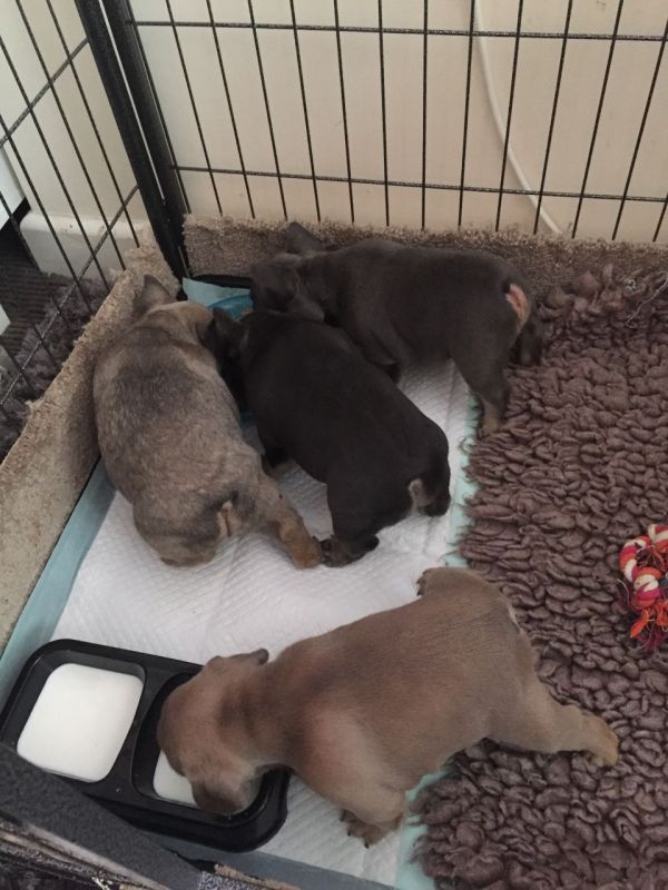 Filhotes de buldogue francês agora prontos