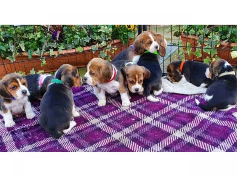 Lindos Filhotes Beagle