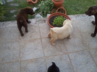 labradores exelentes 