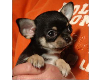 dois filhotes de cachorro adorável teacup chihuauha para venda