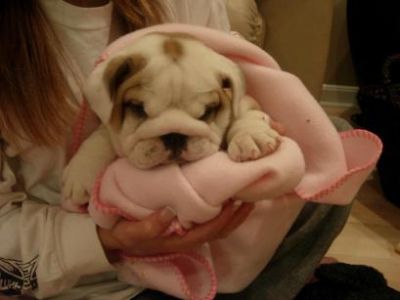 Inglês bulldog cachorros pronto para este Natal.