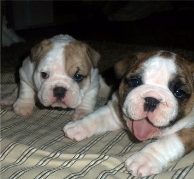 dois lindos filhotes de Bulldog Inglês