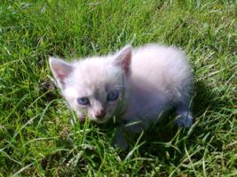 Damos gatinhos bébés