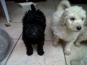 Filhotes Poodle Standard