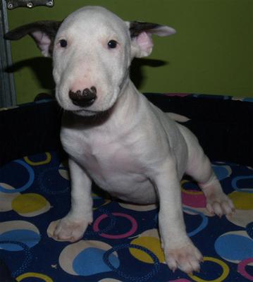 bem potty treinados filhotes touro terrier para adopção