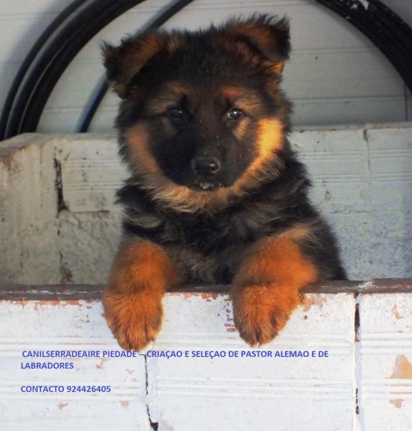 Pastores alemaes de qualidade  com pediggre 