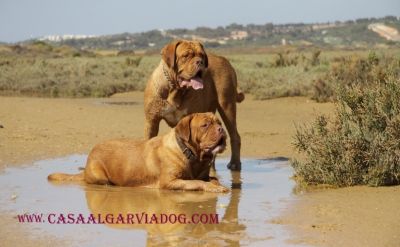 DOGUE DE BORDEAUX