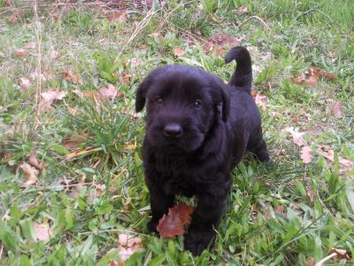 CACHORROS SCHNAUZER GIGANTE PRETO