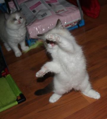 Boneca de pano adorável   gatinhos para uma adopção boa casa.