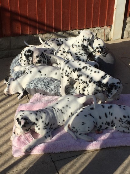 Lindos filhotes de dálmata,
