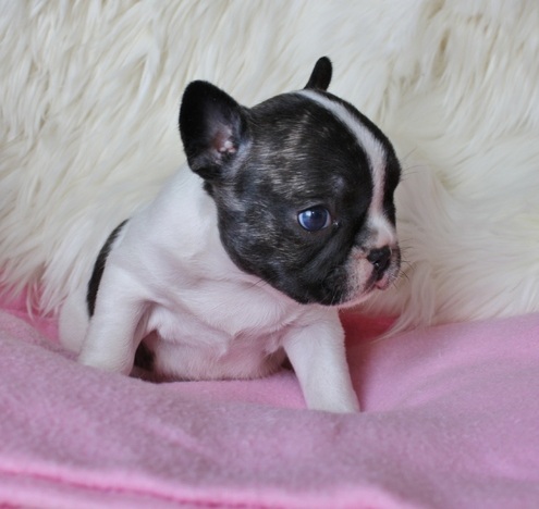 Bulldog francês macho