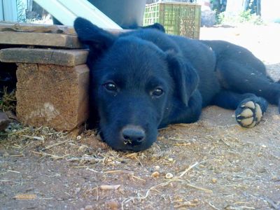 Dou cadela arraçada de labrador