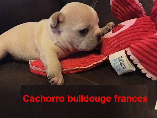  Charme adoráveis bonitos Buldogue Francês para adoção
