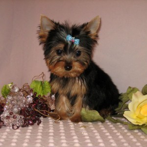 Yorkshire Terrier 12 semanas