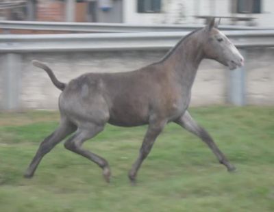 cavalo: futuro garanhão PSL (Lusitano, 1 ano, optimas linhagens e andamentos muito bons ) 