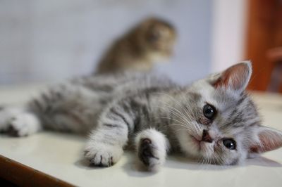 Americanos curto gatinhos de cabelo