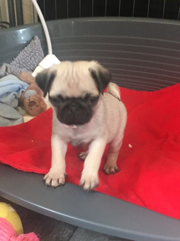 Filhote de pug lindo macho.