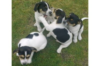 Os filhotes de cachorro Jack Russell para adoção.