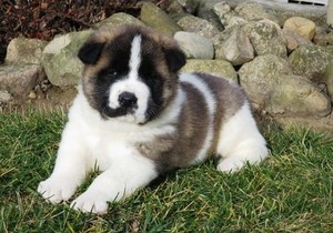 Filhotes de Akita em busca de novos lares