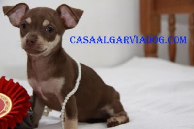 Cachorros Chihuahua , de pelo curto