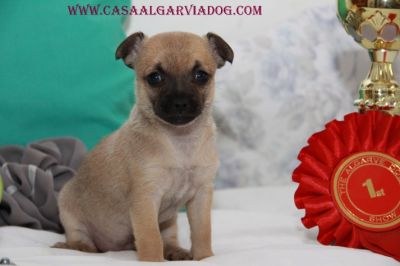 Cachorros Chihuahua , de pelo curto