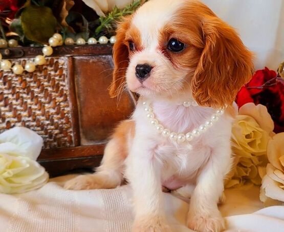 Filhotes Cavalier King Charles