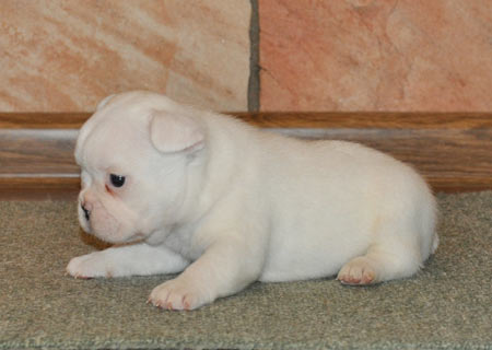 Excelentes filhotes bulldog frances para adoção