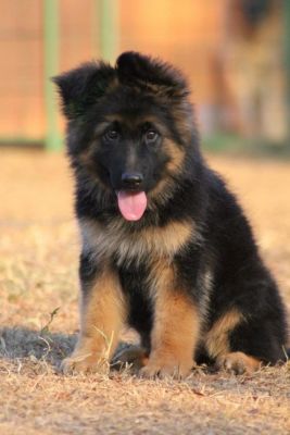 PASTOR ALEMAO DE QUALIDADE - 967888237