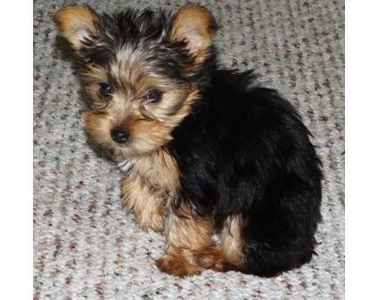 Filhotes Yorkshire terrier 