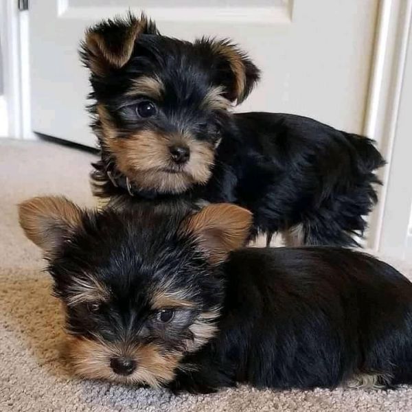 Filhotes de cachorros yorkies prontos para seus novos lares