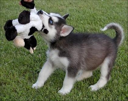 Filhotes de husky siberiano.