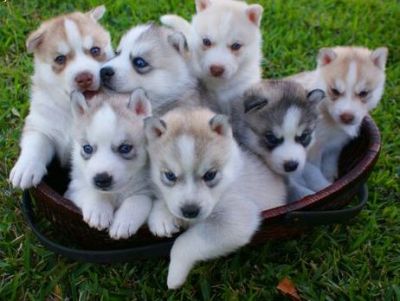 Lindos filhotes de husky siberiano de aderir a um Famílias Novas