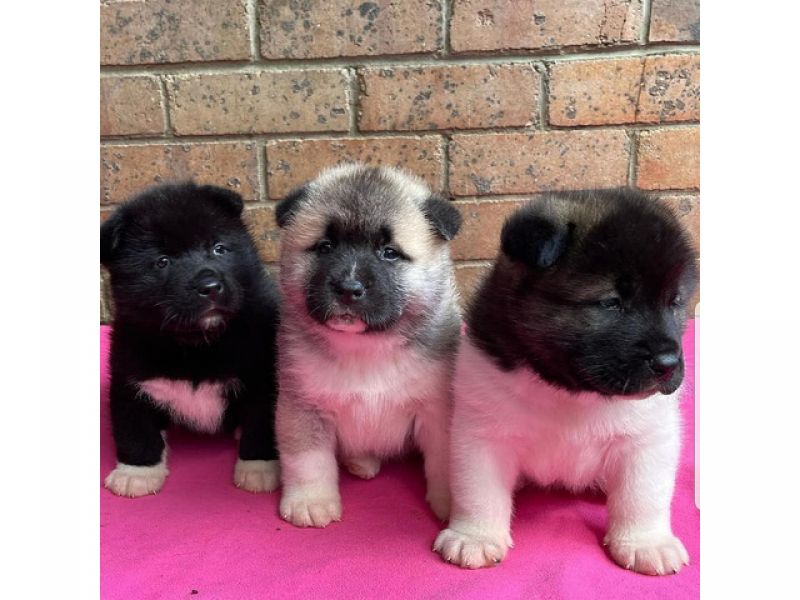 Filhotes de Akita Americanos