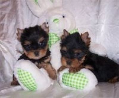 registado feminino yorkshire terrier cachorrinho
