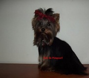 Yorkshire Terrier com LOP e Afixo 