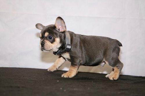 Lindo Bulldog Francês -