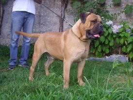 Ninhada Bullmastiff