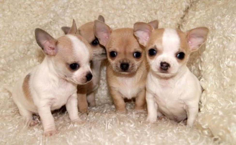 Filhotes de chihuahua.