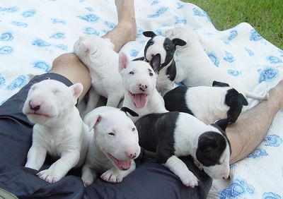   Ninhada de Bull-Terrier Standart